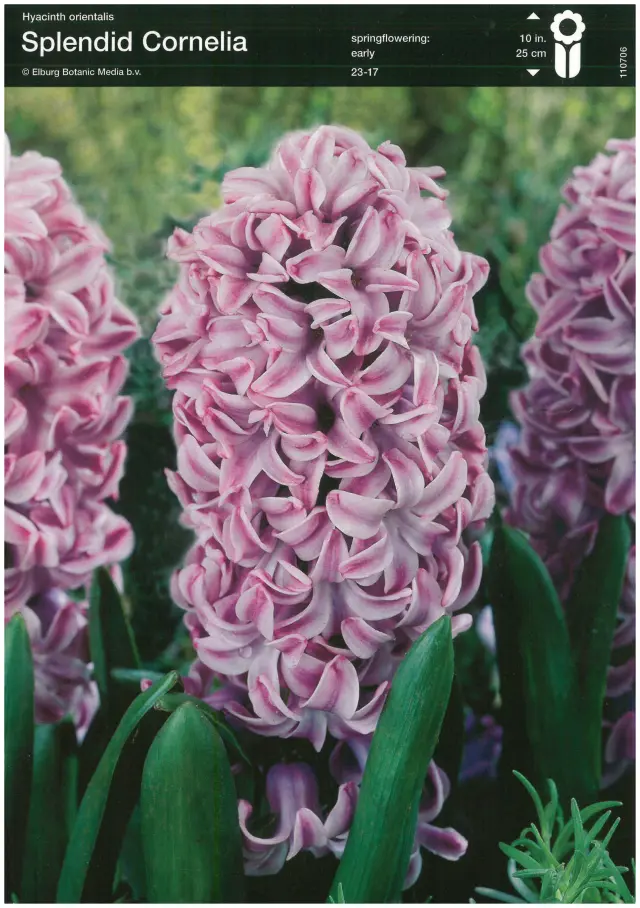 Bulbi-de-Zambile-Splendid-Cornelia Bulbi de Zambile Splendid Cornelia 1
