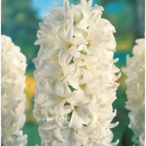 Bulbi de Zambile White Pearl (19 cm +) 1