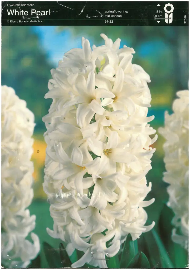 Bulbi-de-Zambile-White-Pearl-1703 Bulbi de Zambile White Pearl (19 cm +) 1