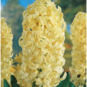 Bulbi de Zambile Yellow Queen (19 cm +) 1