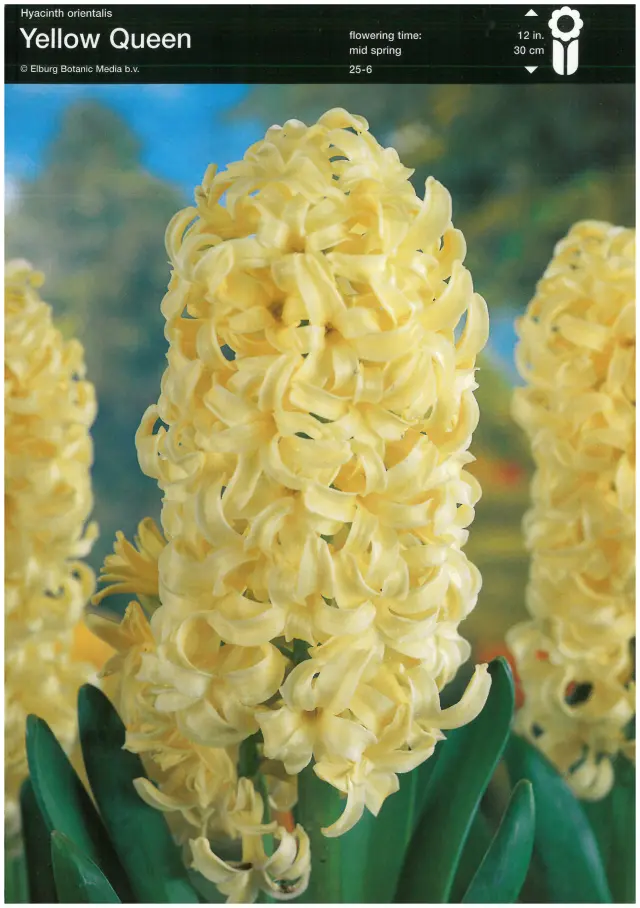 Bulbi-de-Zambile-Yellow-Queen-1654 Bulbi de Zambile Yellow Queen (19 cm +) 1