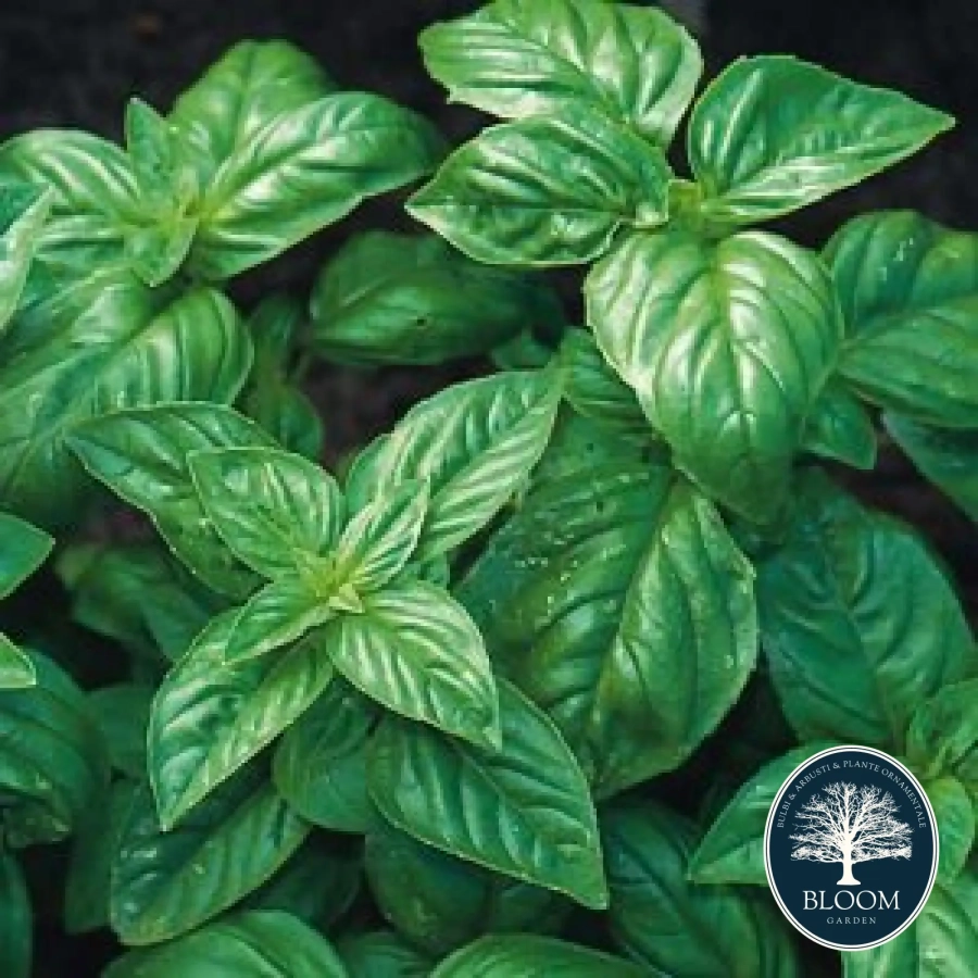 Seminte Busuioc Genovez 1