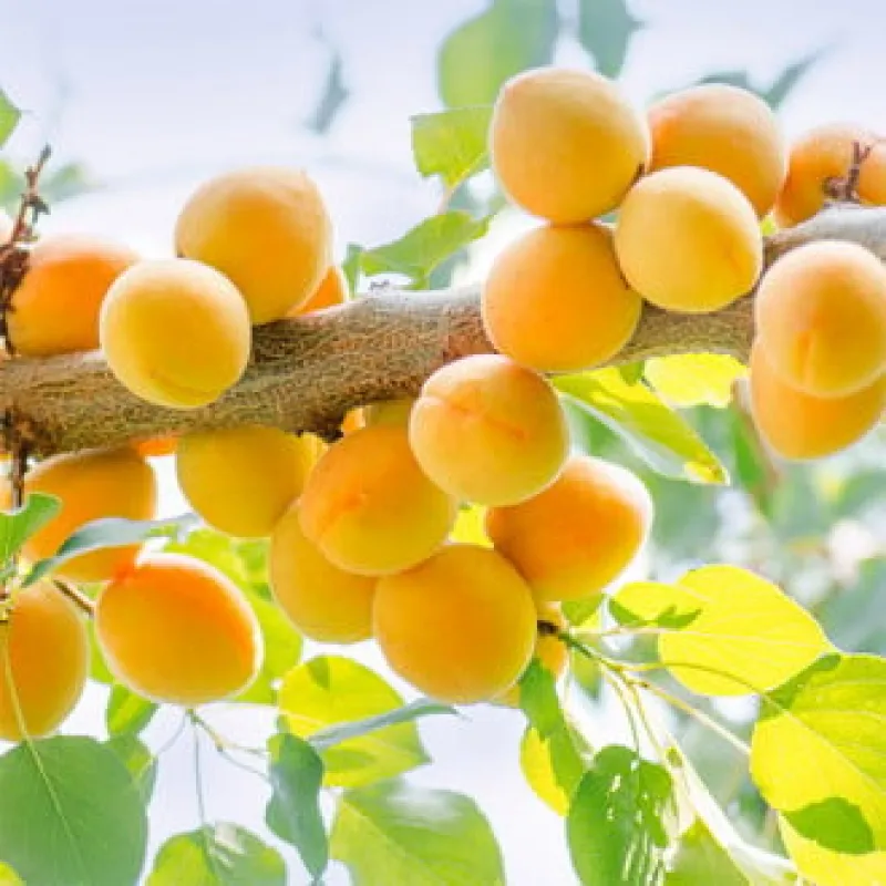 Cais-Ananas-6019 Pom Fructifer - Cais Ananas ( 20 bucati ) 1