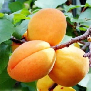 Pom Fructifer - Cais Big Bomba ( 20 bucati ) 1