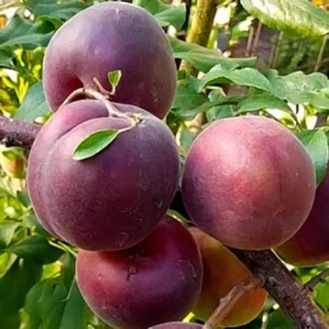 Pom fructiferi - Cais Black Velvet 1