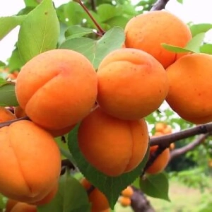 Pom fructifer - Cais Carmela 1