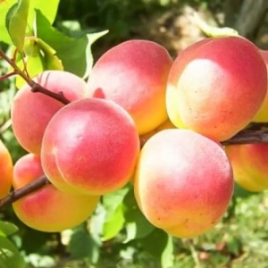 Pom fructifer - Cais Early Orange 1