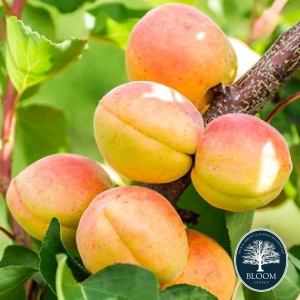 Pom Fructifer - Cais Goldrich ( 20 bucati ) 1