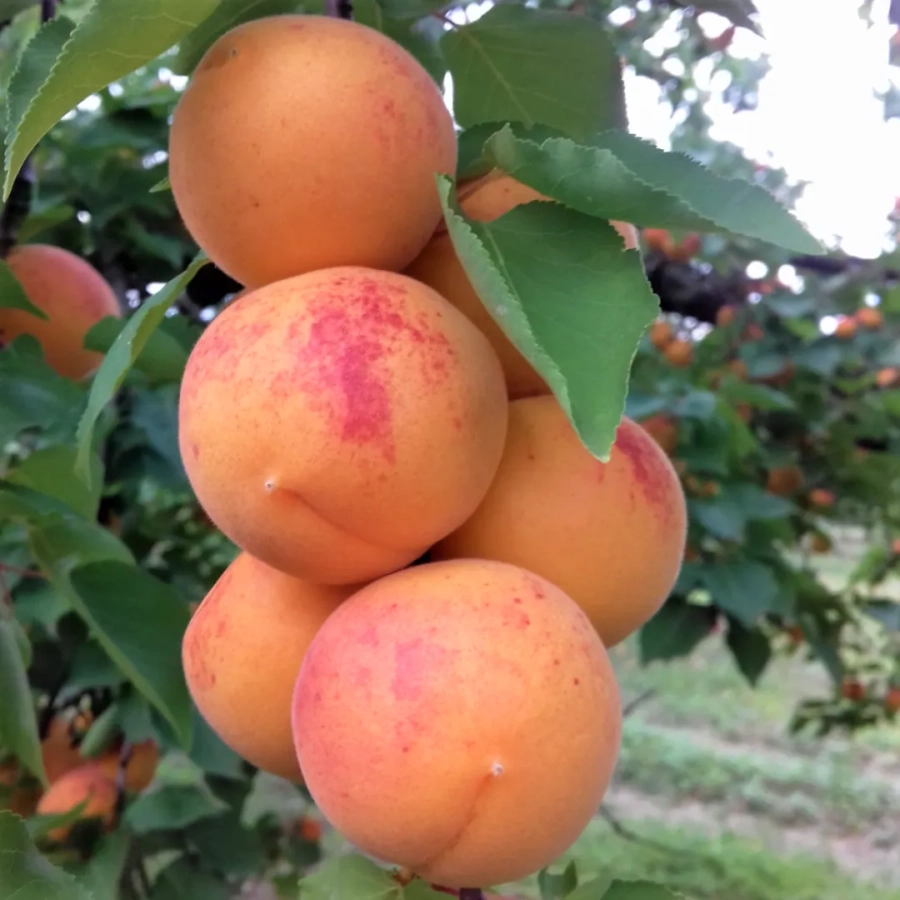 Cais-Gonci-Magyar-7970 Pom Fructifer - Cais Gonci Magyar ( 20 bucati ) 1