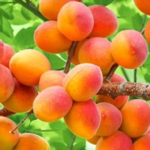 Pom Fructifer - Cais Perla ( 20 bucati ) 1