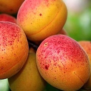 Pom fructifer - Cais Sulmona 1