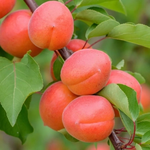 Pom Fructifer - Cais Uriasa de Cegled ( 20 bucati ) 1