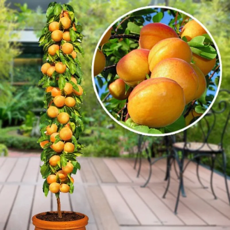 Cais-columnar-Golden-Sun Pom Fructifer - Cais Columnar Golden Sun Anul 3- Ghiveci 3 l - Inaltime 80 - 120 cm 1