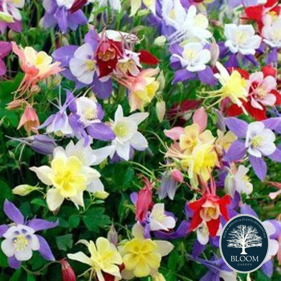 Seminte Caldarusa Mix 1