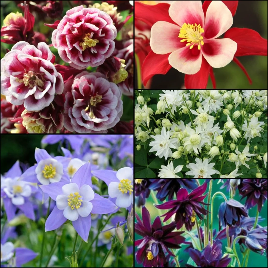 Caldaruse-Mix-5-buc-2 Caldaruse Mix 1 1