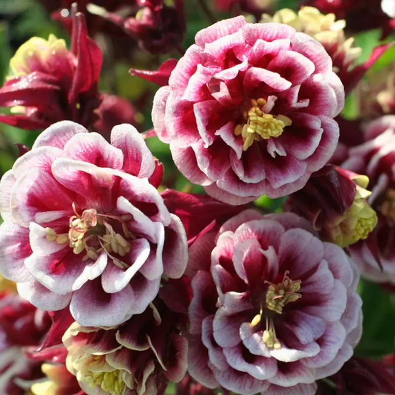 Caldaruse-Winky-Red-White Caldaruse Winky Red White 1