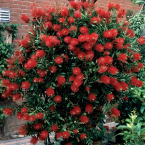 Callistemon Citrinus - Tufă - Ghiveci 5 l - Înălțime 70 - 80 cm 1