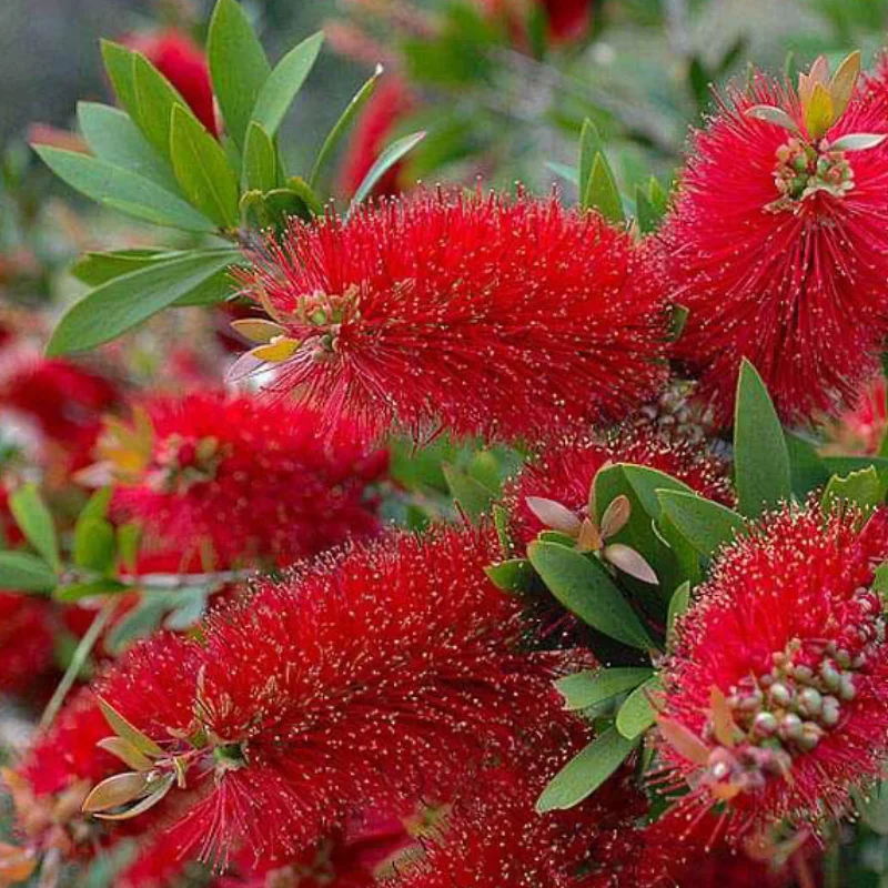Callistemon Citrinus - Tufă - Ghiveci 5 l - Înălțime 70 - 80 cm 2