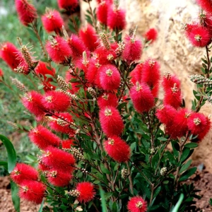 Callistemon Citrinus - Tufă - Ghiveci 5 l - Înălțime 70 - 80 cm 3
