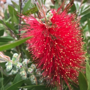 Callistemon Rugulosus - Copăcel - Ghiveci 10 l - Înălțime 100 - 120 cm 3