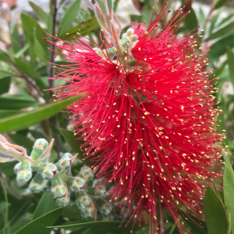 Callistemon Rugulosus - Copăcel - Ghiveci 10 l - Înălțime 100 - 120 cm 3