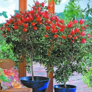 Callistemon Rugulosus - Copăcel - Ghiveci 10 l - Înălțime 100 - 120 cm 2