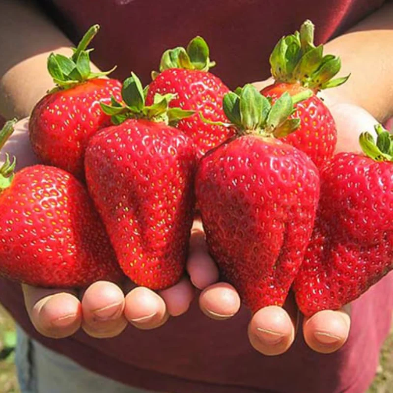 Capsuni-Gigantella Stoloni de Căpșuni Gigantella - Ghiveci 1 L 1