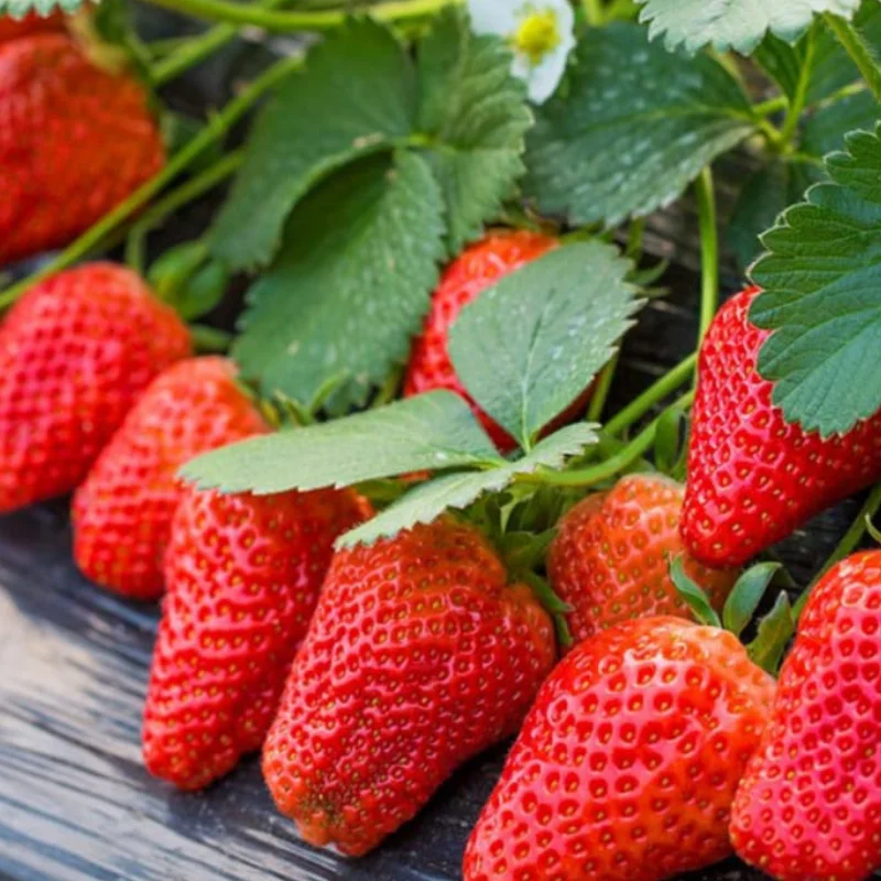 Capsuni-San-Andreas Stoloni de Căpșuni San Andreas - Ghiveci 1 L 1