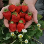 Stoloni de Căpșuni Elegance - Ghiveci 1 L 1