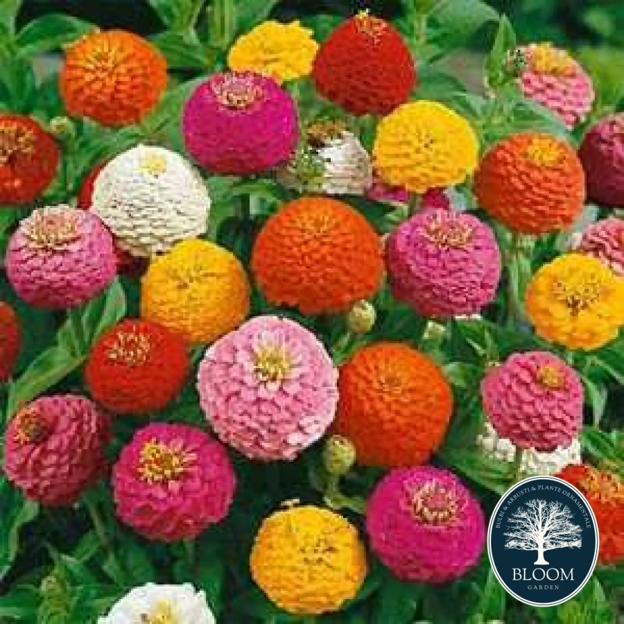 Carciumarese-Mari Seminte Carciumarese Mari 1