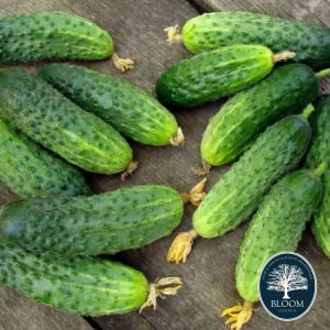 Seminte Castraveti 1