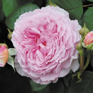 Trandafir Catarator "David Austin - James Galway" - Ghiveci 3L - anul 3 3