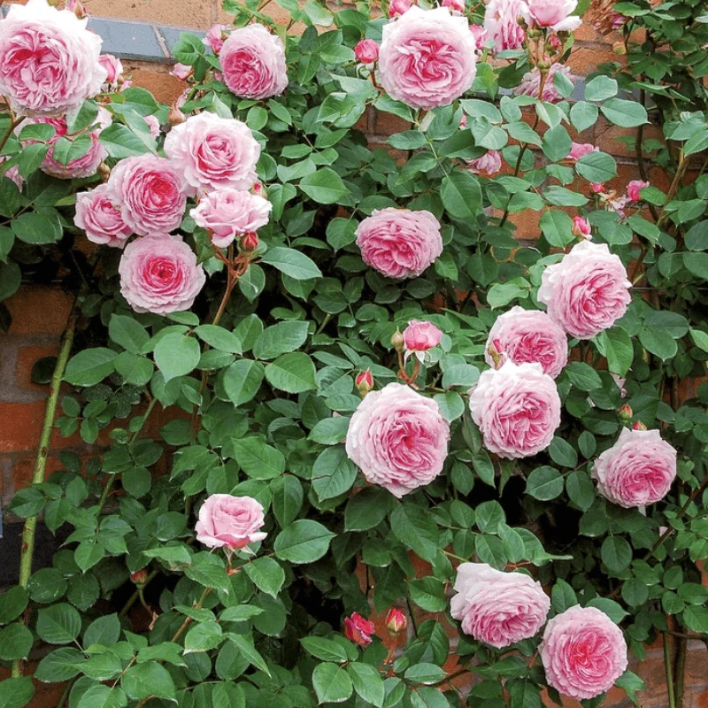 Cataratori-JG2 Trandafir Catarator "David Austin - James Galway" - Ghiveci 3L - anul 3 1