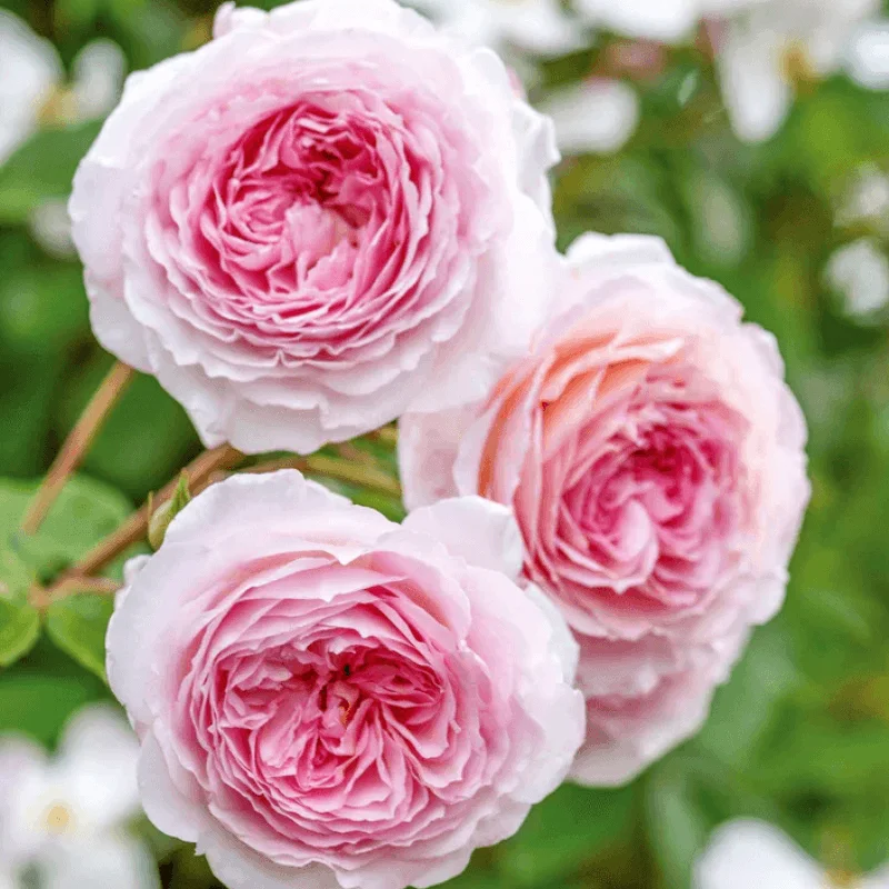 Trandafir Catarator "David Austin - James Galway" - Ghiveci 3L - anul 3 2