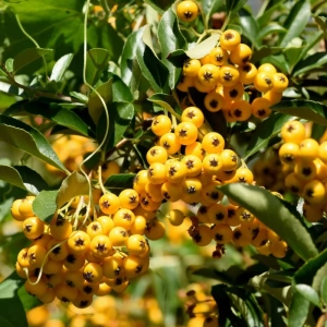 Arbust Fructifer - Catina Galbena - Ghiveci 3 L 1