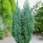 Chamaecyparis - Lawsoniana Ellwoodii - Ghiveci 5 L - Inaltime 80 - 100 cm 1