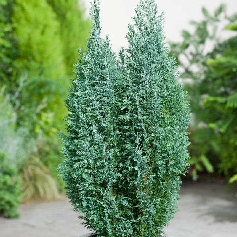 Chamaecyparis - Lawsoniana Ellwoodii - Ghiveci 5 L - Inaltime 80 - 100 cm 1