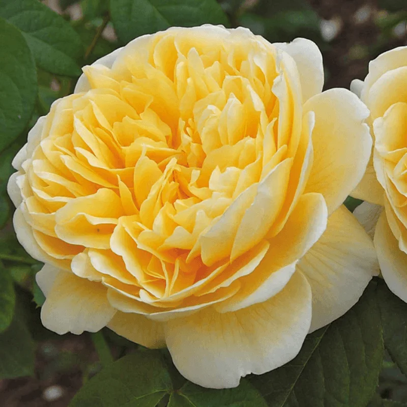 Charlotte Trandafir "David Austin - Charlotte" - Ghiveci 3L - anul 3 1