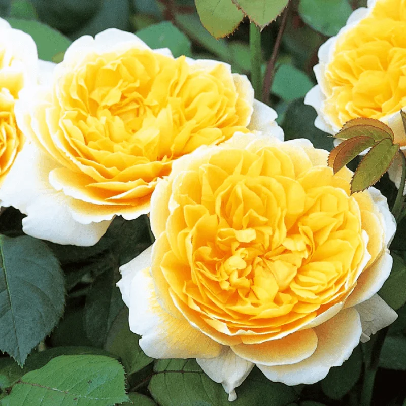 Trandafir "David Austin - Charlotte" - Ghiveci 3L - anul 3 2