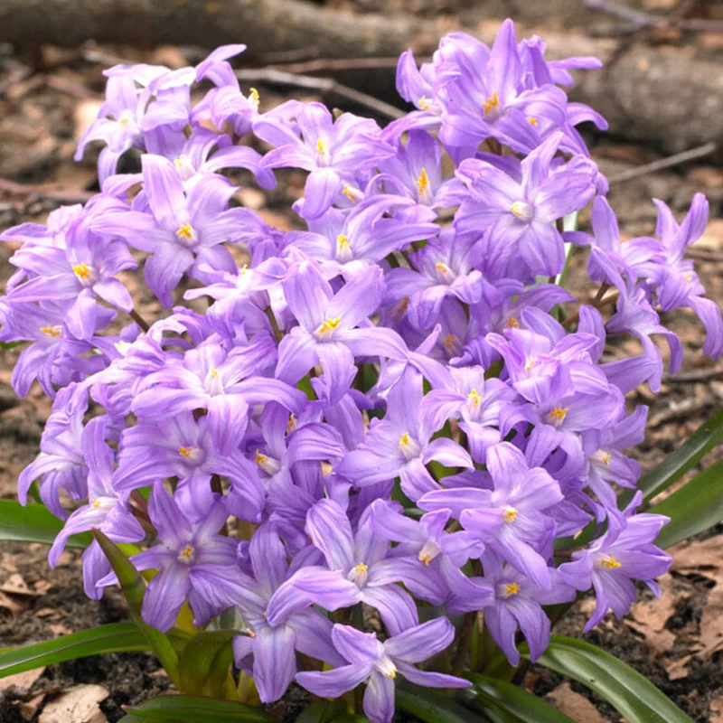 Gloria Zapezii - Chionodoxa - Pink 1