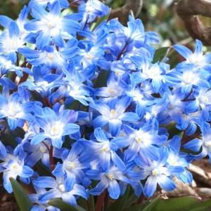 Gloria Zapezii - Chionodoxa - Glory Of The Snow 1