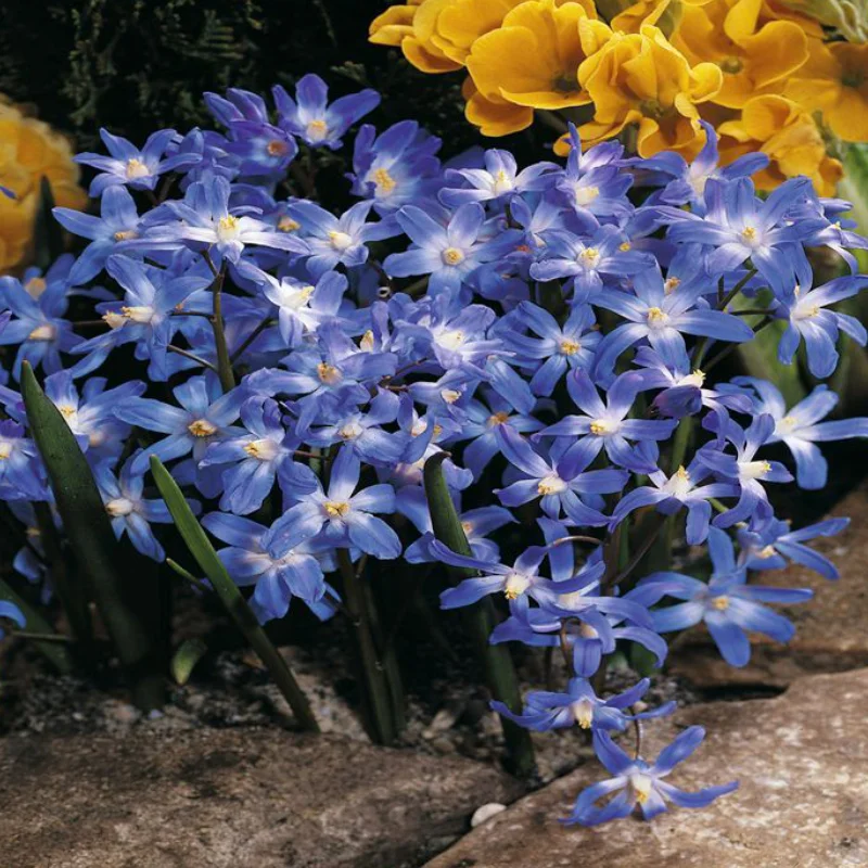 Gloria Zapezii - Chionodoxa - Royal Blue 2