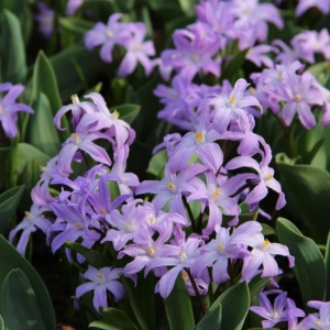 Gloria Zapezii - Chionodoxa - Pink 2