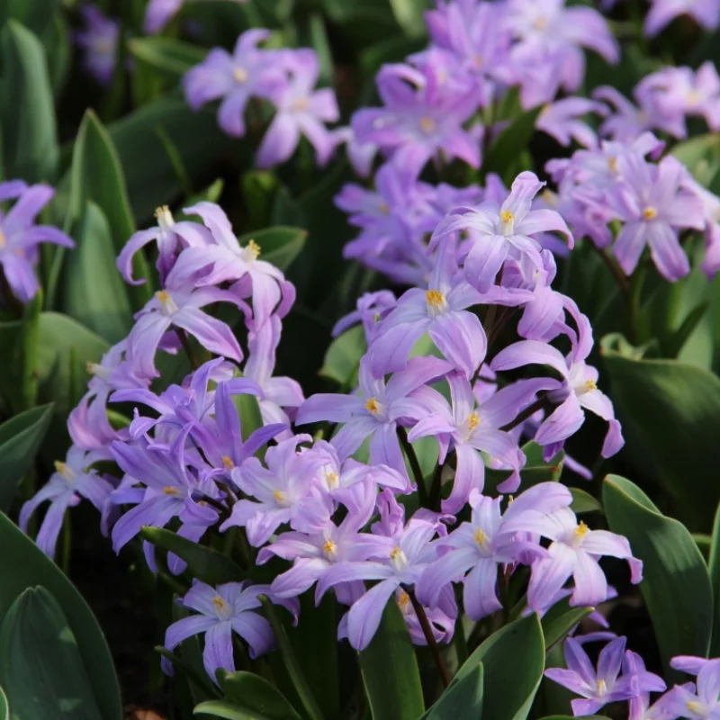 Gloria Zapezii - Chionodoxa - Pink 2