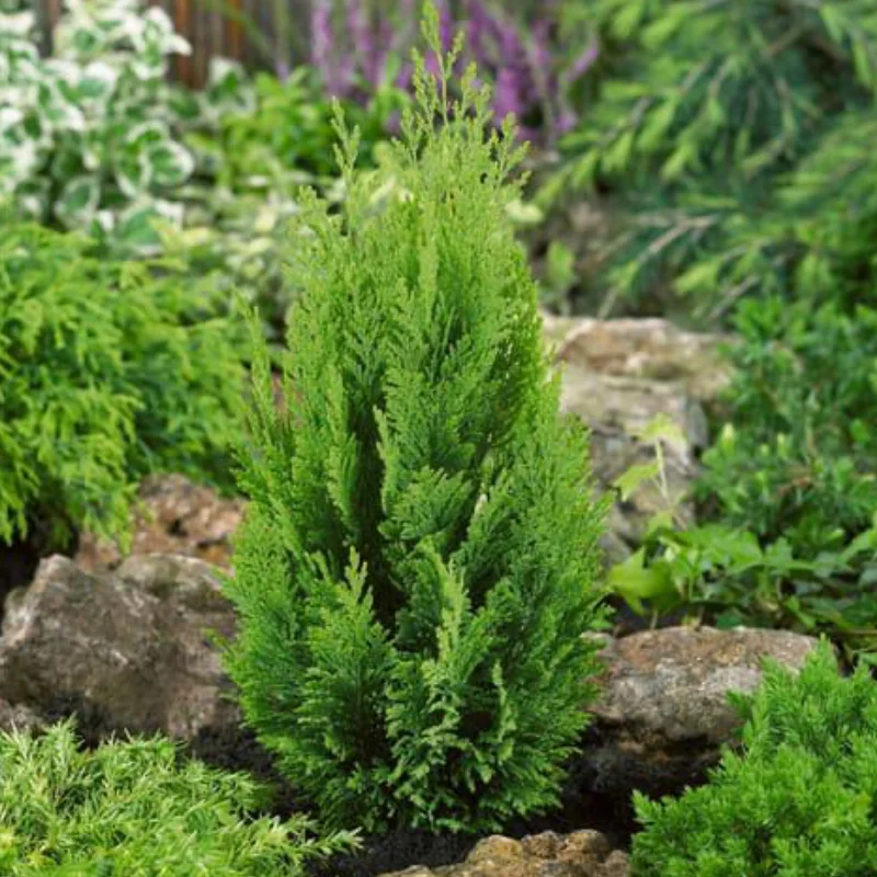 Chiparosul Chiparosul Ellwoodii - Ghiveci 2 l - Înălțime 70 - 80 cm 1