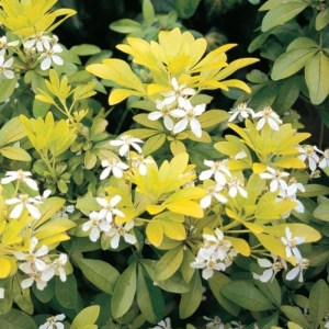 Choisya Ternata - Brica - Ghiveci 2 l - Inaltime 20 - 30 cm 2