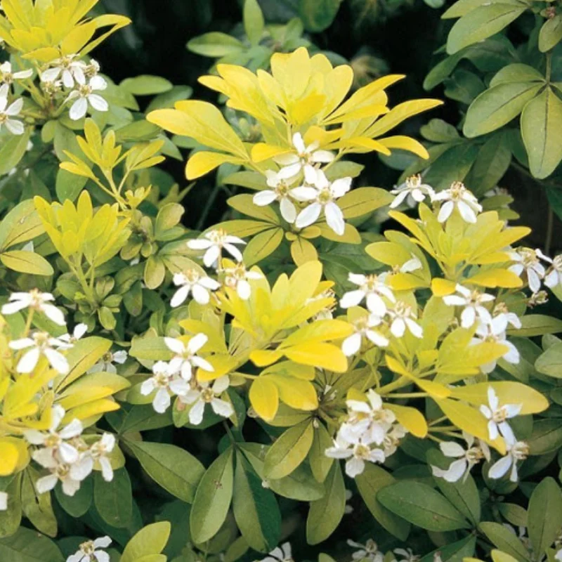 Choisya Ternata - Brica - Ghiveci 2 l - Inaltime 20 - 30 cm 2