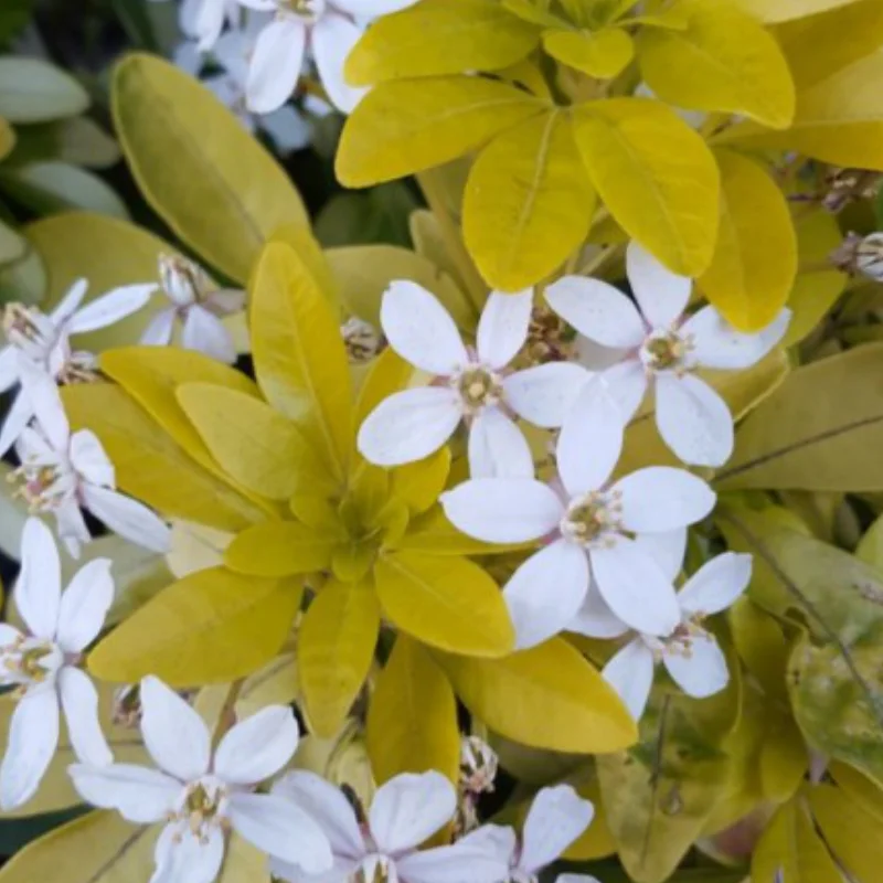 Choisya Ternata - Brica - Ghiveci 2 l - Inaltime 20 - 30 cm 3