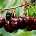 Pom Fructifer - Cires Bigarreau Burlat ( 20 bucati ) 1