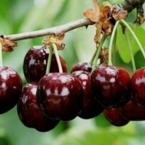 Pom Fructifer - Cires Bigarreau Burlat ( 20 bucati ) 1